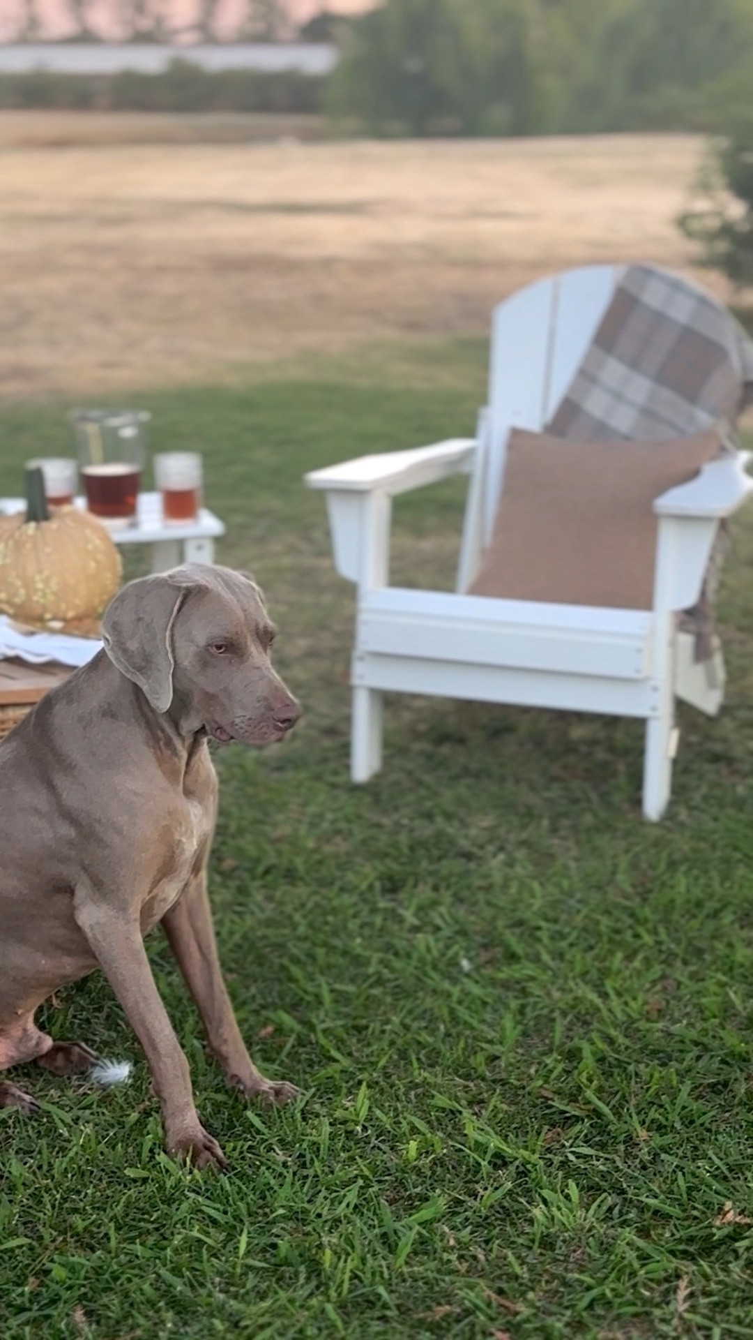 Now is a great time to decorate your patio for fall! Plaid throw blankets, boucle decorative pillows, and artificial pumpkins are just a few ways you can accessorize your outdoor furniture and patio easily and effortlessly for fall! @wayfair has an amazing selection of outdoor furniture and fall decor you’ll love! #wayfair #wayfairpartner


#LTKFamily #LTKHome #LTKSeasonal