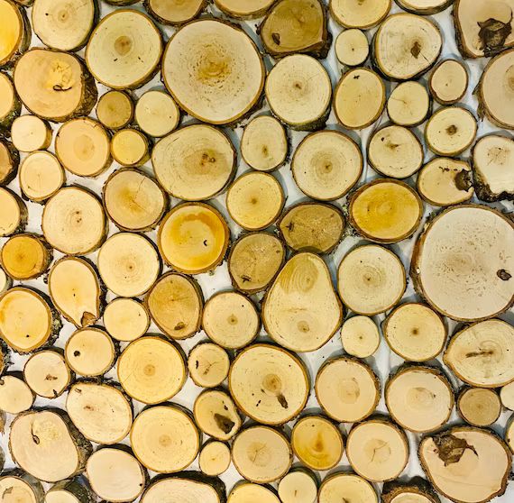 birch slices - birch rounds - birch disc - 100 pieces -assorted sizes.  -rustic wood circles - bo... | Etsy (US)