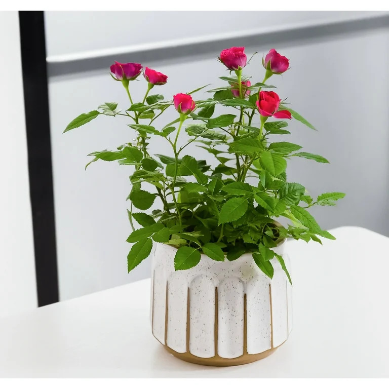 Better Homes & Gardens Pottery 6" Savona Round Ceramic Planter, White - Walmart.com | Walmart (US)