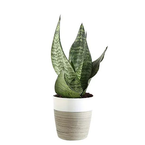 Costa Farms Sansevieria Snake Live Indoor Plant, 8-Inch Tall, Grower's Choice, White-Natural Déc... | Walmart (US)