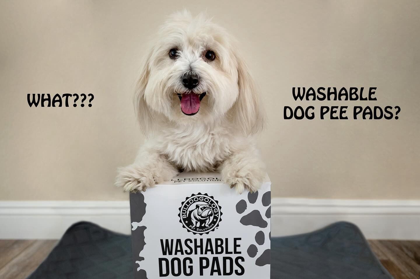 What? Reusable pee pads? 
For those long days when dog parents are working. 
 “Pee-pee problems are a thing of the past”

What we love about them?
* ultra-absorbent and contain no toxic chemicals or perfumes
* have a quilted top layer and a leak-proof backing to prevent any mess from seeping through to your floors
* can hold up to 3 cups of liquid
* The ultra-absorbent core quickly turns liquid into a gel, providing maximum absorption and odor control
* washable, so can use them multiple times
* can be used indoors or outdoors, as a pet bed liner, or for car travel, to line crates, kennels, as a feeding mat…

#bulldogology #washablepeepads #peepad # LTKDogs #LTKPets

#LTKHoliday #LTKHome #LTKGiftGuide