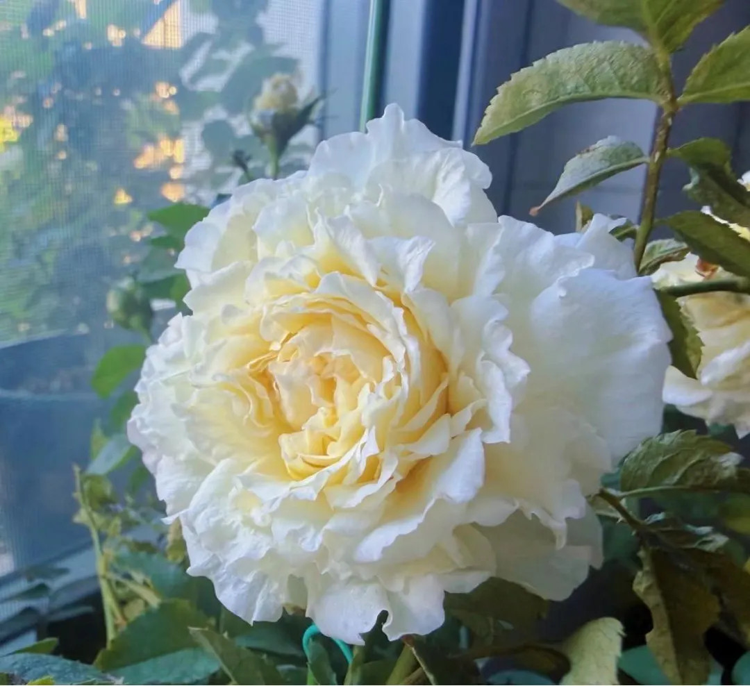 Ice Cream Terrazza Rose - The Melting Dream for Balcony Garden - Large 5 Inch Blooms - Disease Re... | Etsy (US)