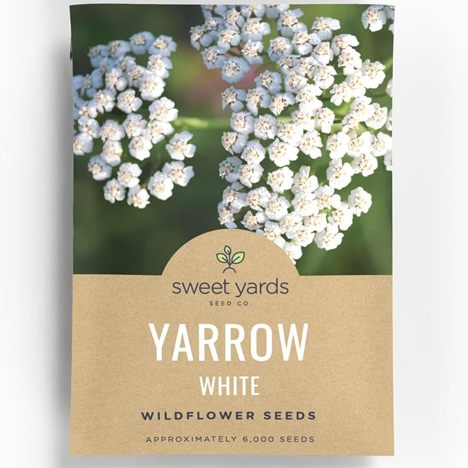 Yarrow White - Large 1,000mg Envelope - 6,000 Flower Seeds for Planting - Achillea millefolium | Amazon (US)