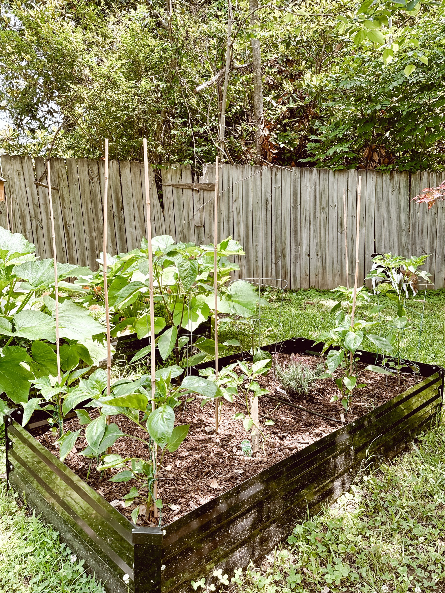 Still loving these raised garden beds from Amazon! 2 for $100! 

#LTKSeasonal #LTKfamily #LTKhome