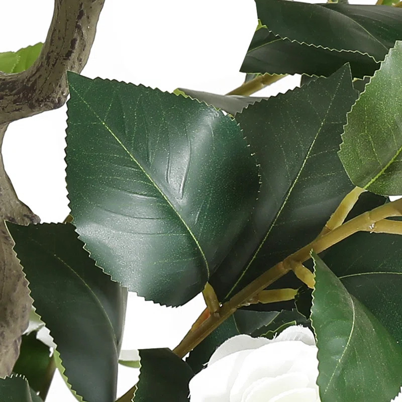 Primrue 49.2 Camellia Tree Plant (Set of 2) | Wayfair North America