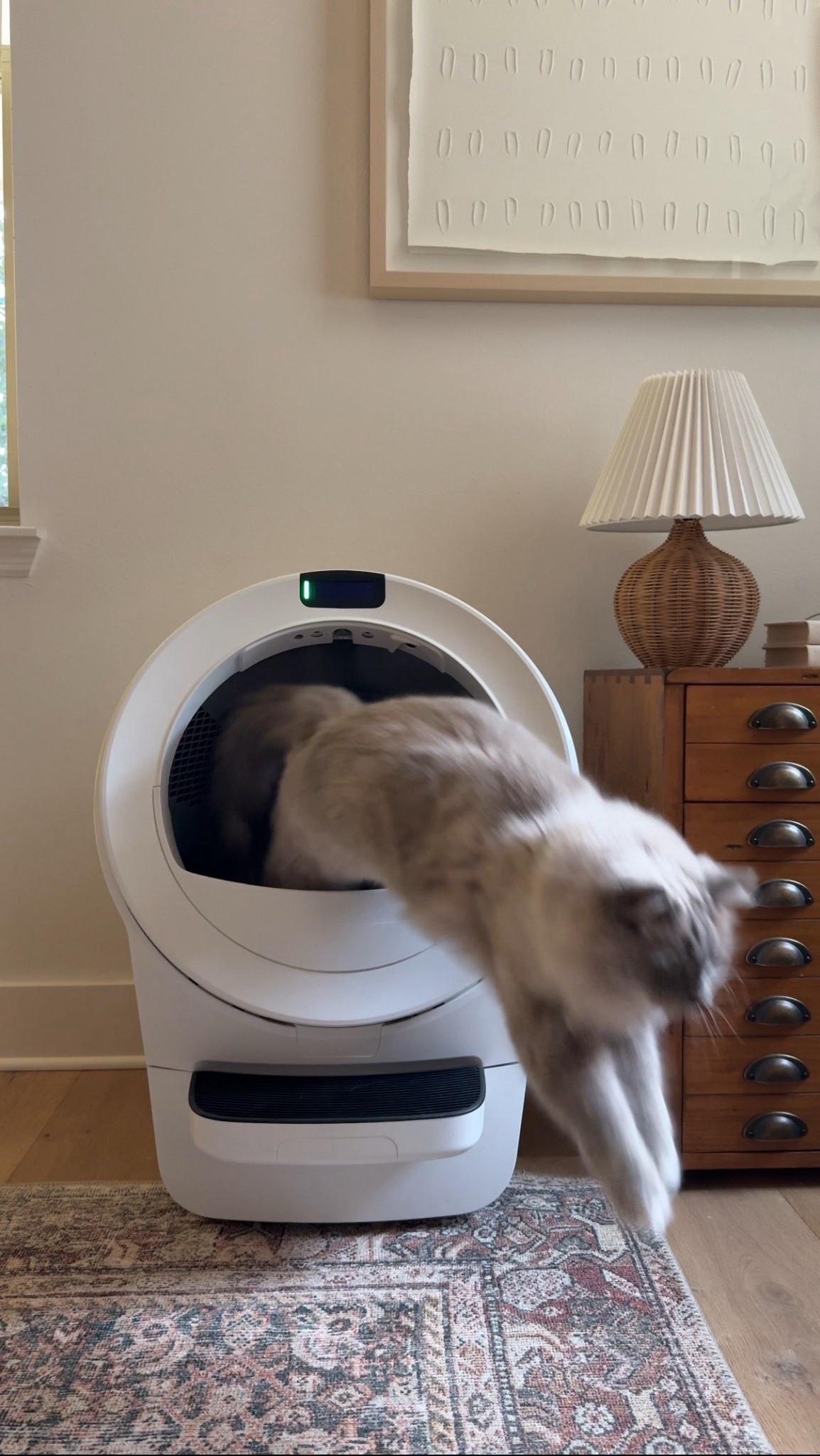 Litter-Robot 5

#LTKPets
