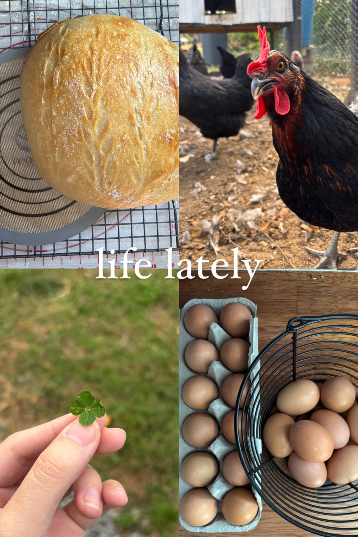 Homestead essentials! Love our little property and taking care of my family :) sourdough and chicken favs

#LTKHome #LTKCyberWeek #LTKFamily
