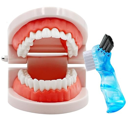 Dental Teeth Model with Denture Toothbrush, Standard Teeth Model Brushing Tooth, Denture Mouth Mo... | Amazon (US)
