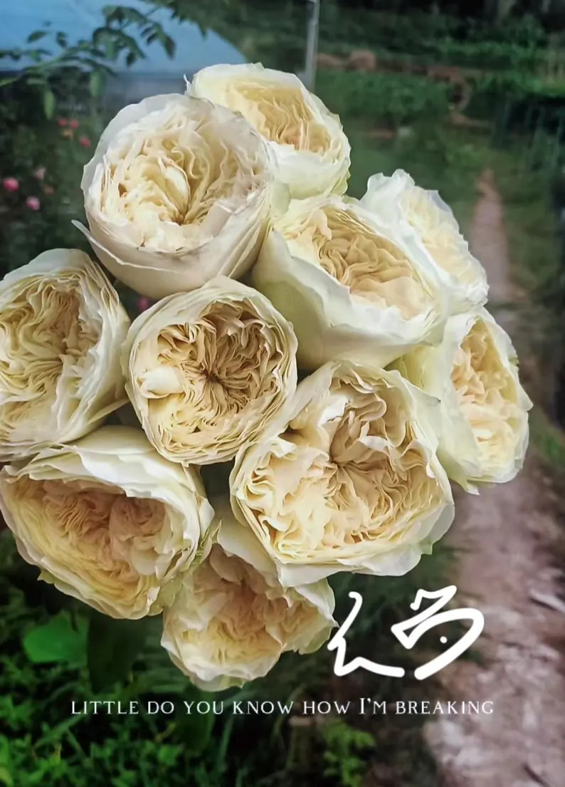 Lovely Harper — Rare Rose Live Plant — Creamy Champagne Long-lasting Blooms — Boutique Flor... | Etsy (US)