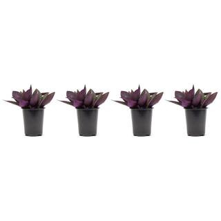 Vigoro 1.38 Pt. Purple Heart Queen Setcreasea Plant in 4.5 In. Grower's Pot (4-Plants) DC45PURQUE... | The Home Depot