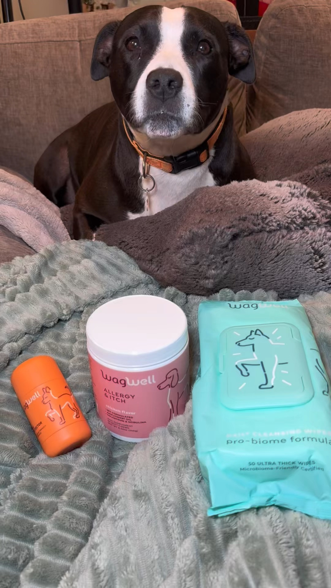 Helping my pups feel better 🐶💛

#ltkpets #dogmom #petcare #doglife #petessentials 
