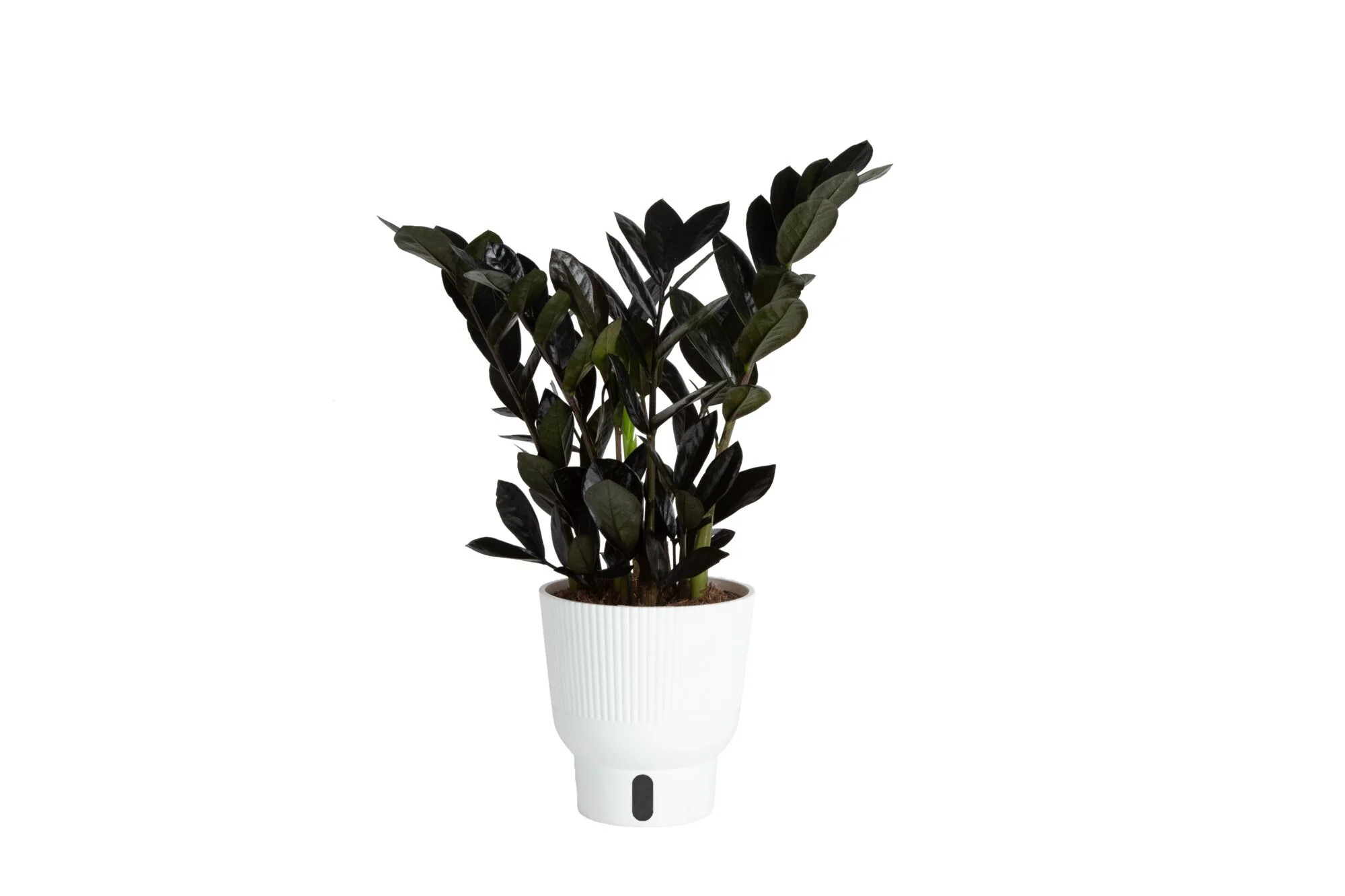 Trending Tropicals Live Indoor Plant Zamioculcas Zamiifolia Raven in Self-Watering 6in Pot | Walmart (US)