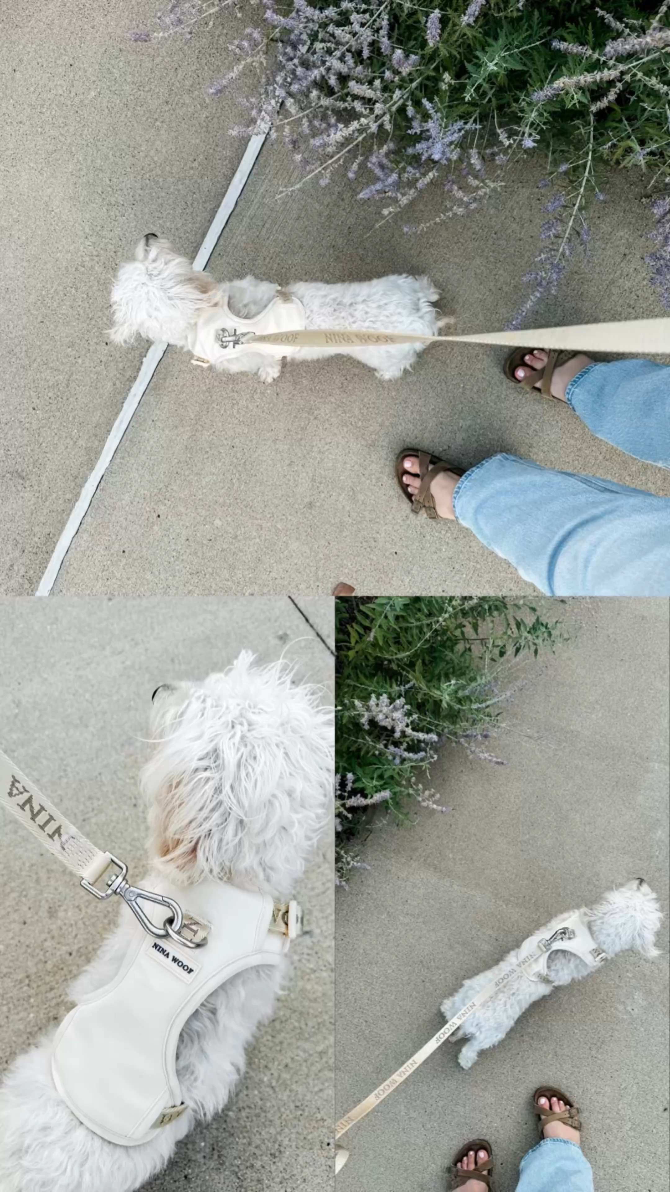 #AD | frasier has been loving his new harness & leash from @theninawoof! super comfy, made of recycled materials, and a great price point! we’ve also used their compostable waste bags since last year — they are our top choice!! DM me with any questions you may have 🐾 

#ninawoof #dogsofinstagram #dachshundpuppylove

#LTKFindsUnder50 #LTKFamily #LTKFindsUnder100