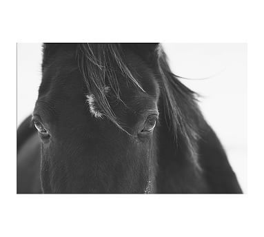 Black Horse Portrait Framed Paper Print By Jennifer Meyers | Pottery Barn (US)
