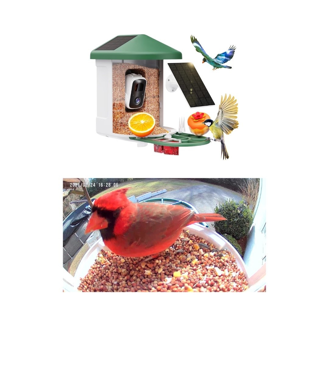 Bird feeder with camera! 📸