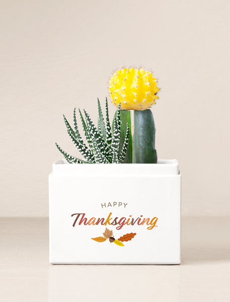 Thanksgiving Ray Garden | Lula's Garden