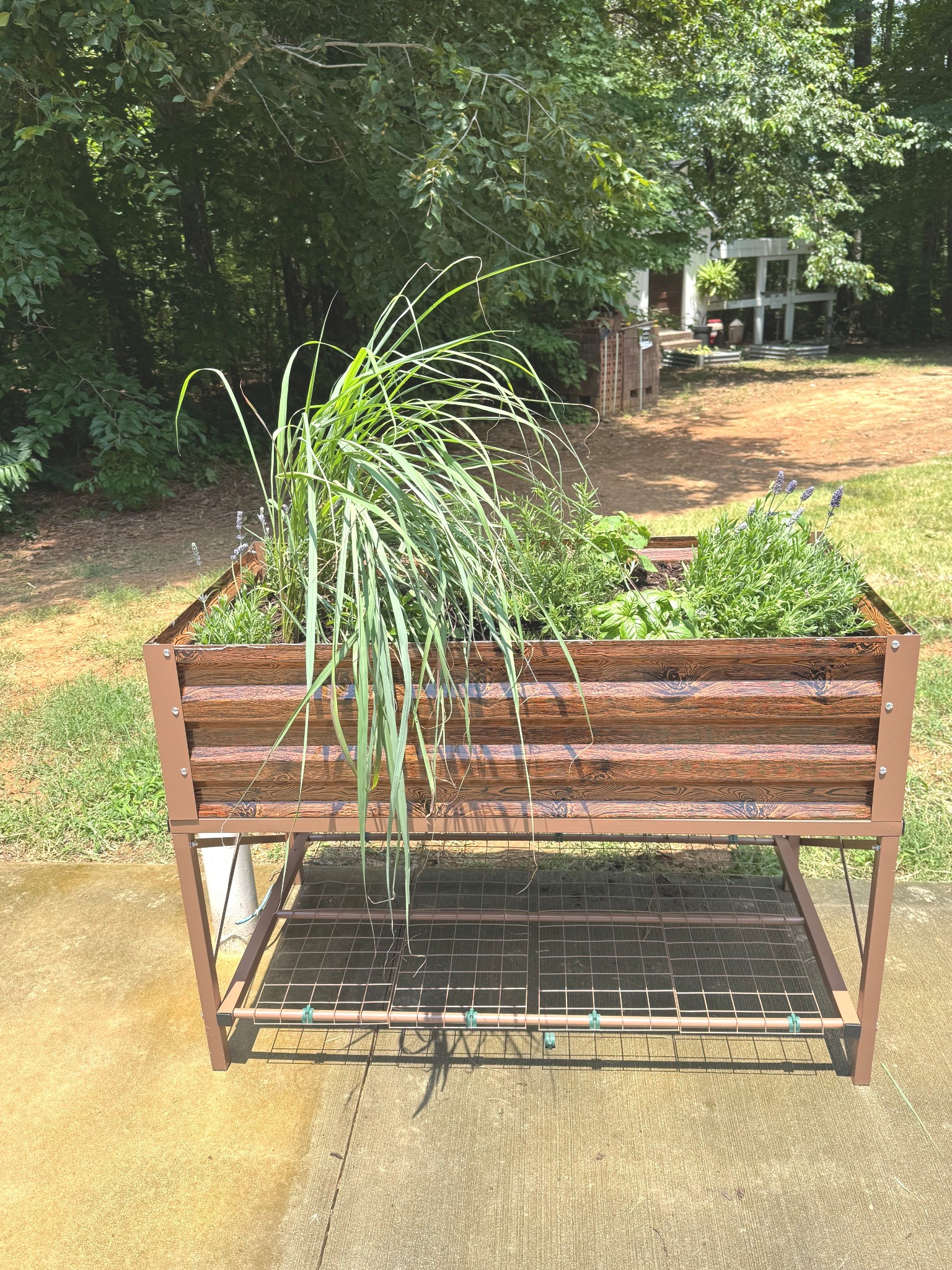 We LIVE outside in the summer time and the mosquitoes have been eating our skin up this year. So we decided to create a little mosquito garden. This raised planter bed is perfect for out by the pool. We added lots of lemon grass, citronella, lemon balm, and lavender. Let’s hope for less mosquitoes 🦟 



#LTKSummerEdit #LTKSeasonal #LTKHome