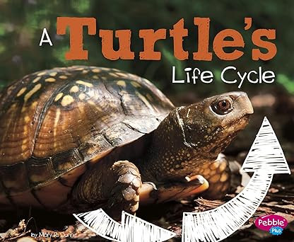 A Turtle's Life Cycle (Explore Life Cycles)      Paperback – July 31, 2017 | Amazon (US)