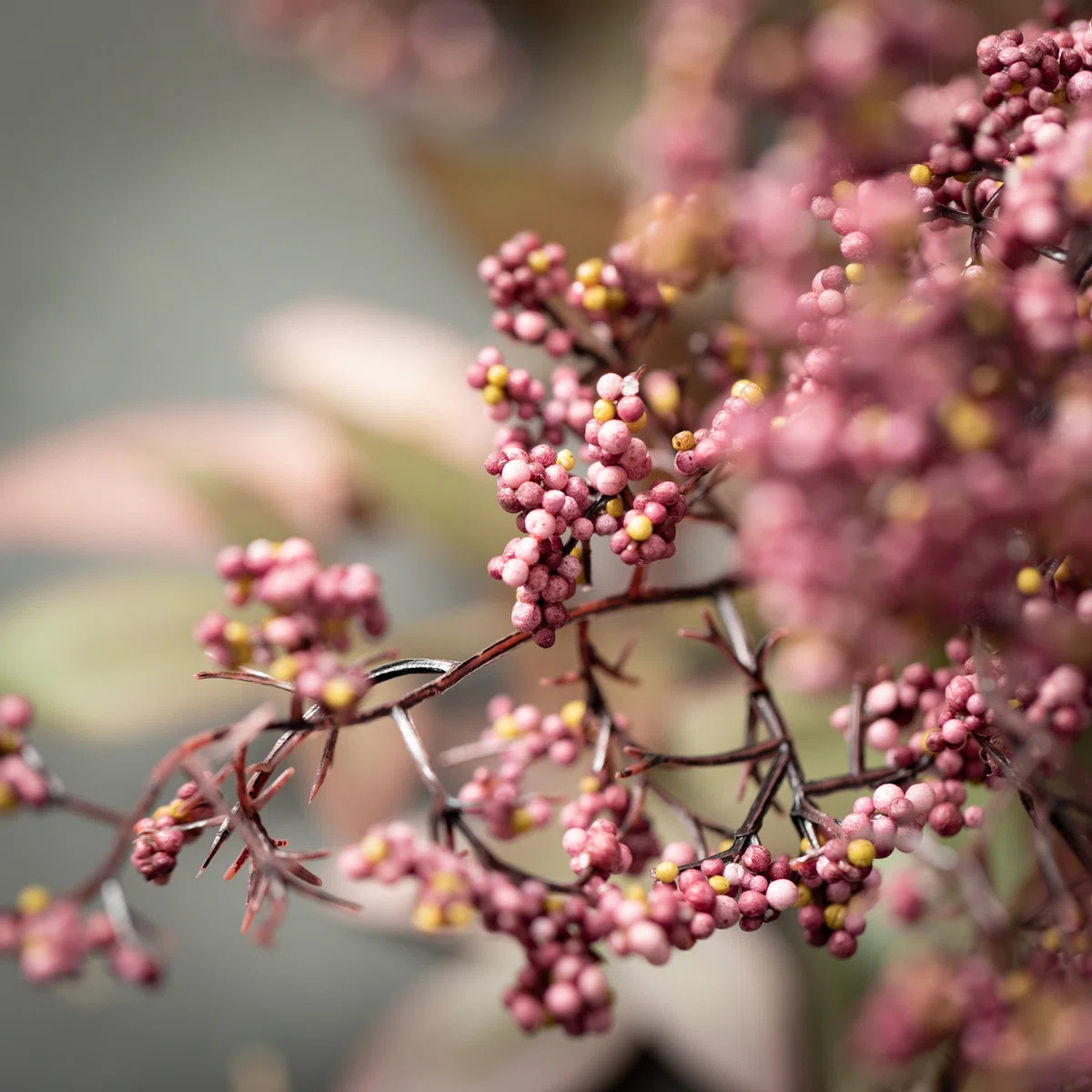 Birch Lane™ Madie Berry Stems & Reviews | Wayfair | Wayfair North America