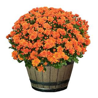 3 Qt. Chrysanthemum (Mum) Plant with Orange Flowers in Whiskey Barrel 6111 - The Home Depot | The Home Depot