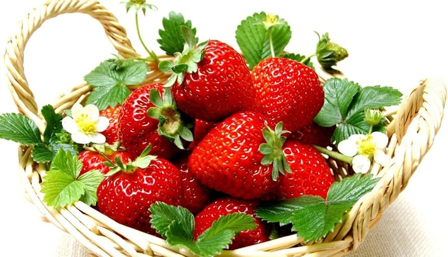 Everbearing Ozark Beauty Strawberry Plants 12 Bare Root Plants - TOP Producer | Amazon (US)