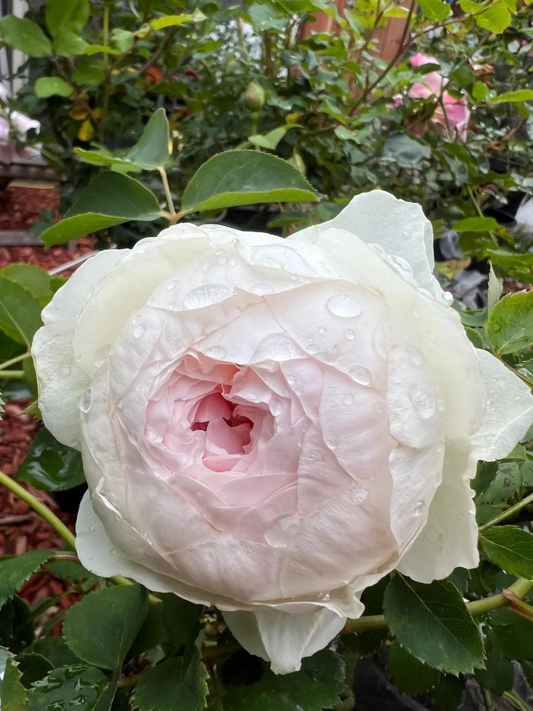 Parfuma Earth Angel Rose Plant - Ship in 5 Inch Pot - Etsy | Etsy (US)