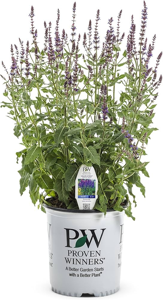 Color Spires Violet Riot Perennial Salvia (Salvia) Live Plant, Violet-Blue Flowers, 0.65 Gallon | Amazon (US)