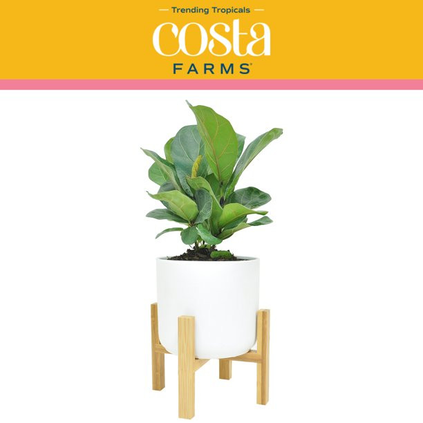 Costa Farms Trending Tropicals Live Indoor 12in. Tall Green Little Fiddle Leaf Fig; Bright, Indir... | Walmart (US)