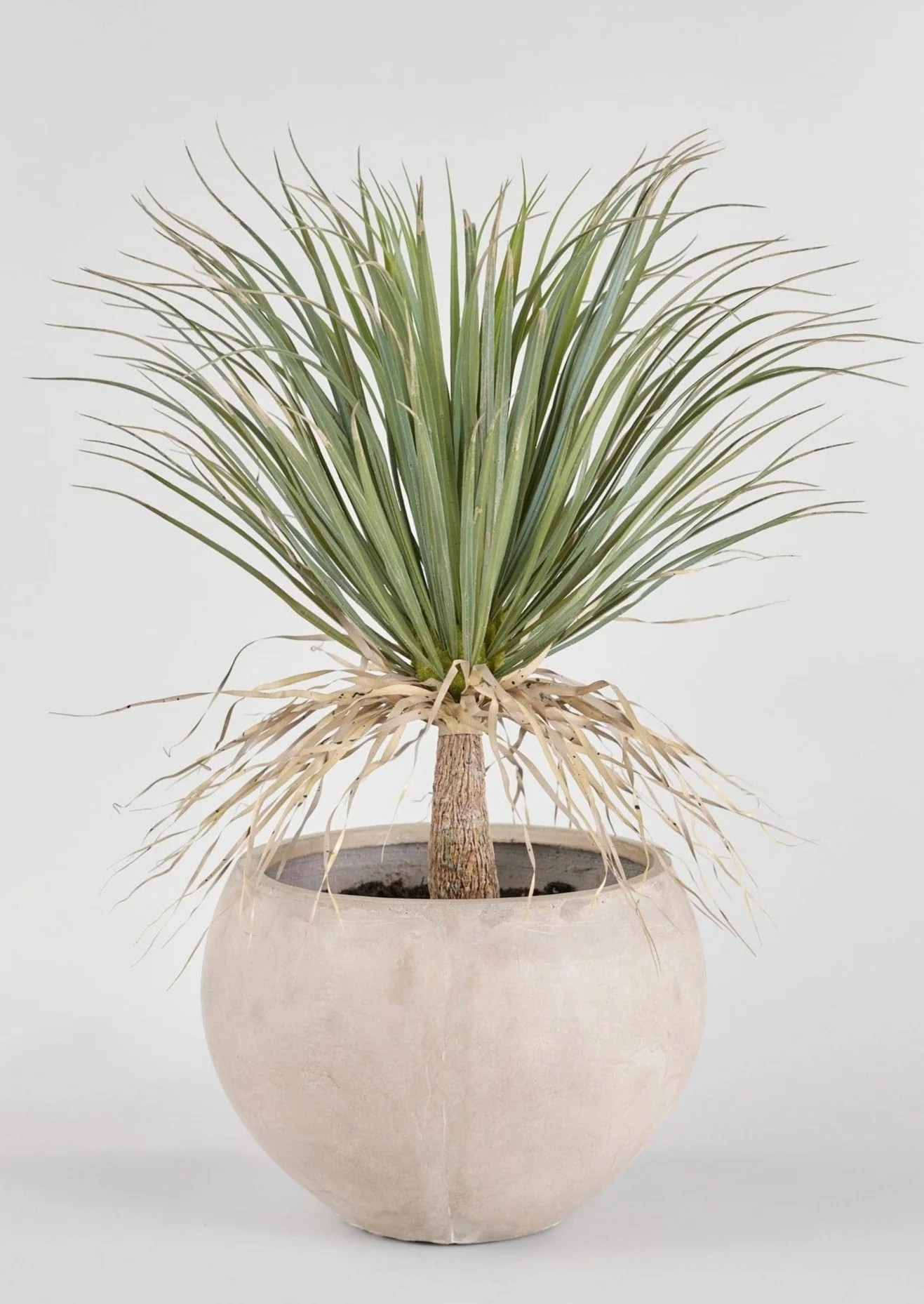 Faux Potted Palm Tree Plant in Cement Planter - 40" | Afloral