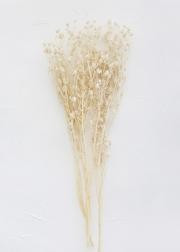 Off White Eryngium Sea Holly Dried Flowers - 14-26" Tall | Afloral (US)