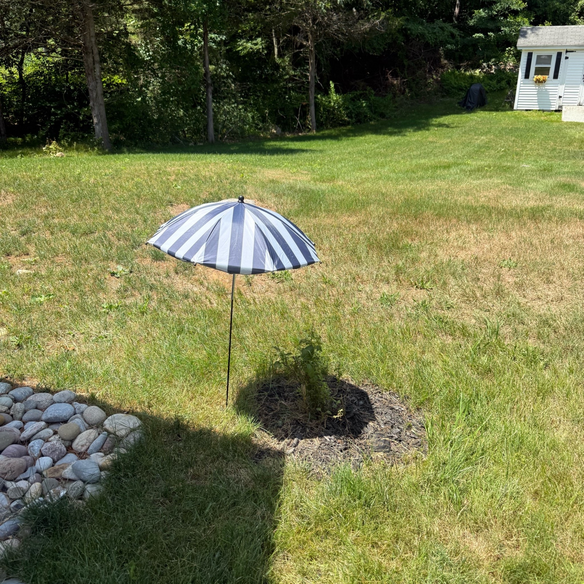 These plant umbrellas are perfect for giving your plants. Some shade on these super hot days!￼

#LTKSeasonal #LTKHome #LTKSaleAlert