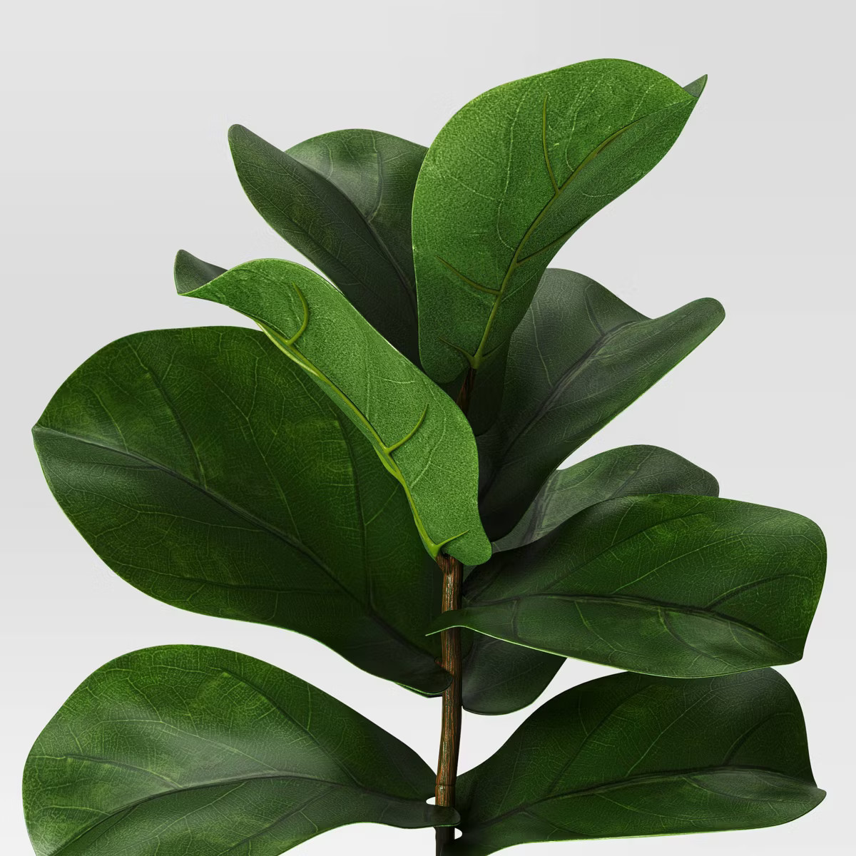 Fiddle Leaf Potted Plant Small - Threshold™ | Target