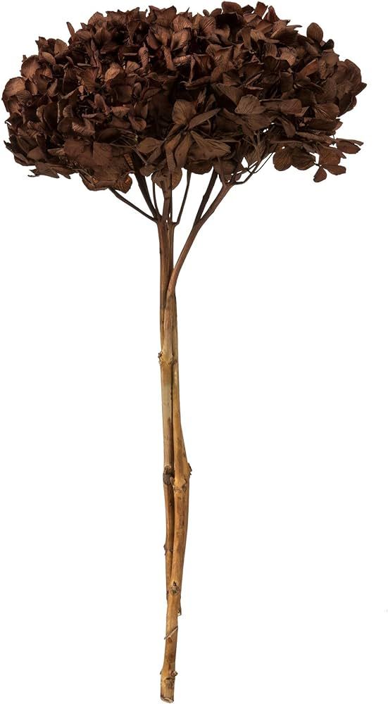 Vickerman Brown Hydrangea 15" Long Stem, Real Preserved Dried Floral Decor for Wedding, Home or E... | Amazon (US)