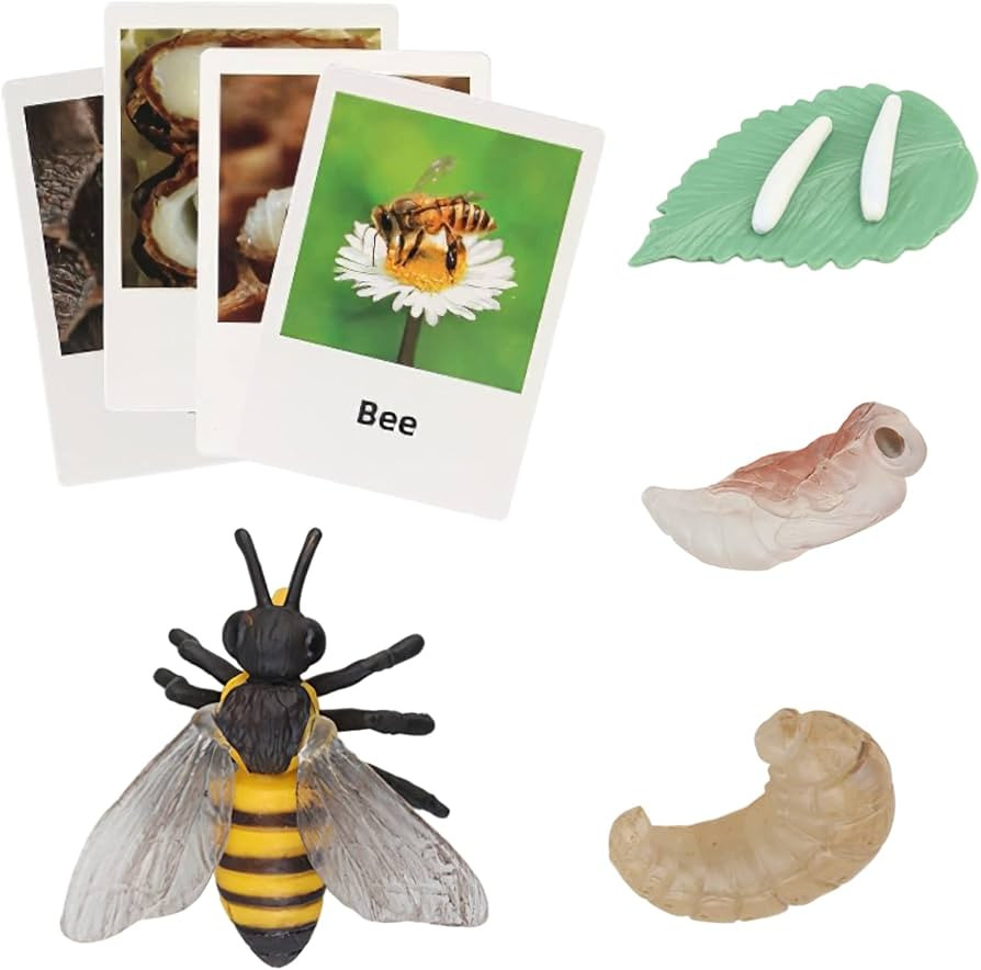 Montessori Bee Life Cycle with Flash Cards, Realistic Animal Figurines Toy, Animal Educational Ma... | Amazon (US)