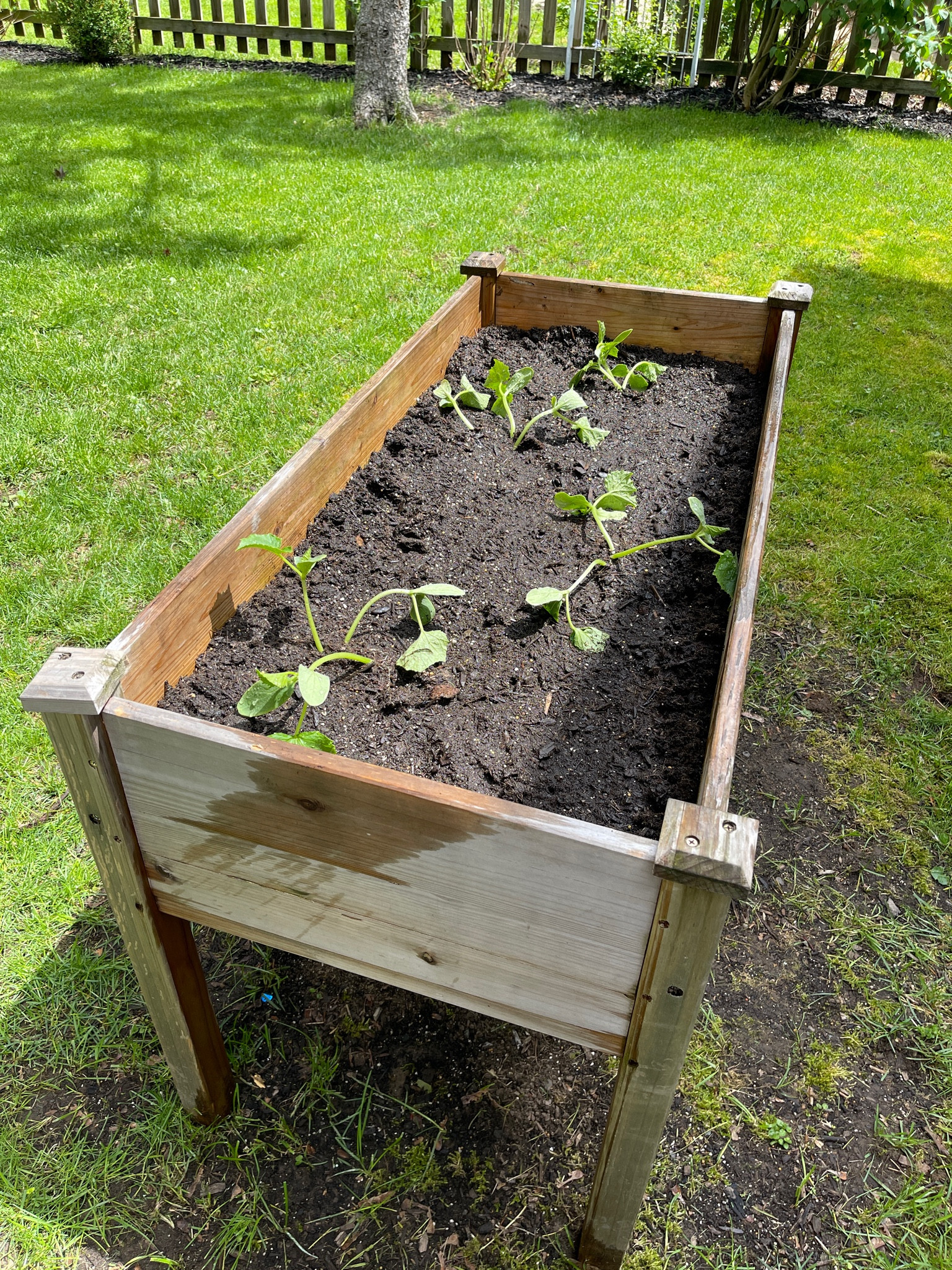 Cucumbers are planted in our raised garden bed



#LTKSeasonal #LTKHome #LTKStyleTip