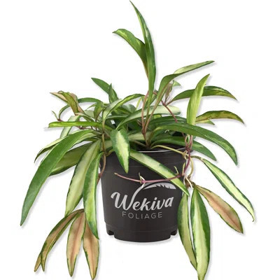 Hoya Wayetti Wax Plant - Live Plant in a 4 Inch Pot - Hoya Carnosa 'Wayetti' - Unique and Captivating Indoor Houseplant with Stunning Colorful Foliage | Wayfair North America