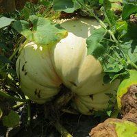 5 Giant White Pumpkin Seeds-1315 | Etsy (US)