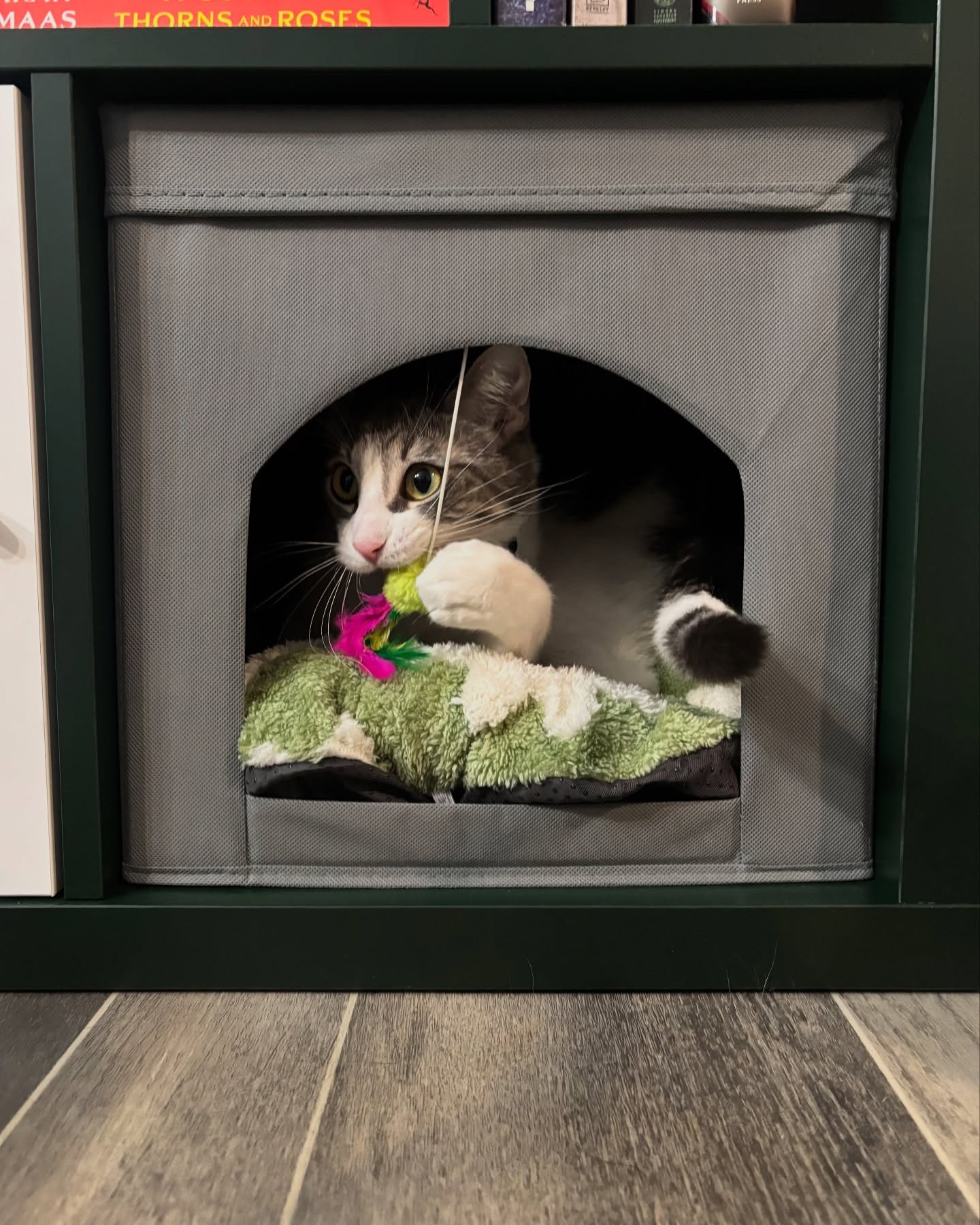 Love this bed that fits perfectly in our shelving unit! 
.
.
#blackcat #grayandwhitecat #adoptedcat #catlife #petsofinstagram #instacat #adventurecat #catlover #catmeme #catmom #catfanclub #cats_of_instagram #cats

#LTKFindsUnder50 #LTKHome #LTKPets