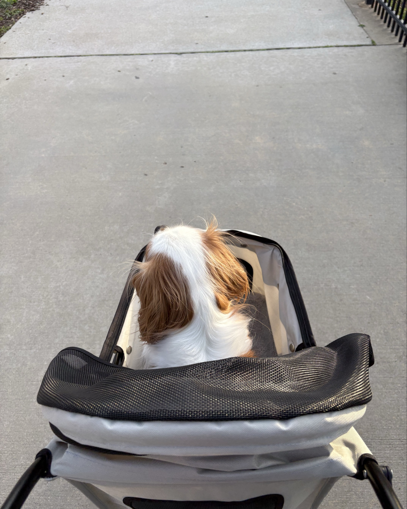 Ruby’s stroller we are loving for hot spring/summer days #LTKPets #LTK

#LTKHome #LTKActive
