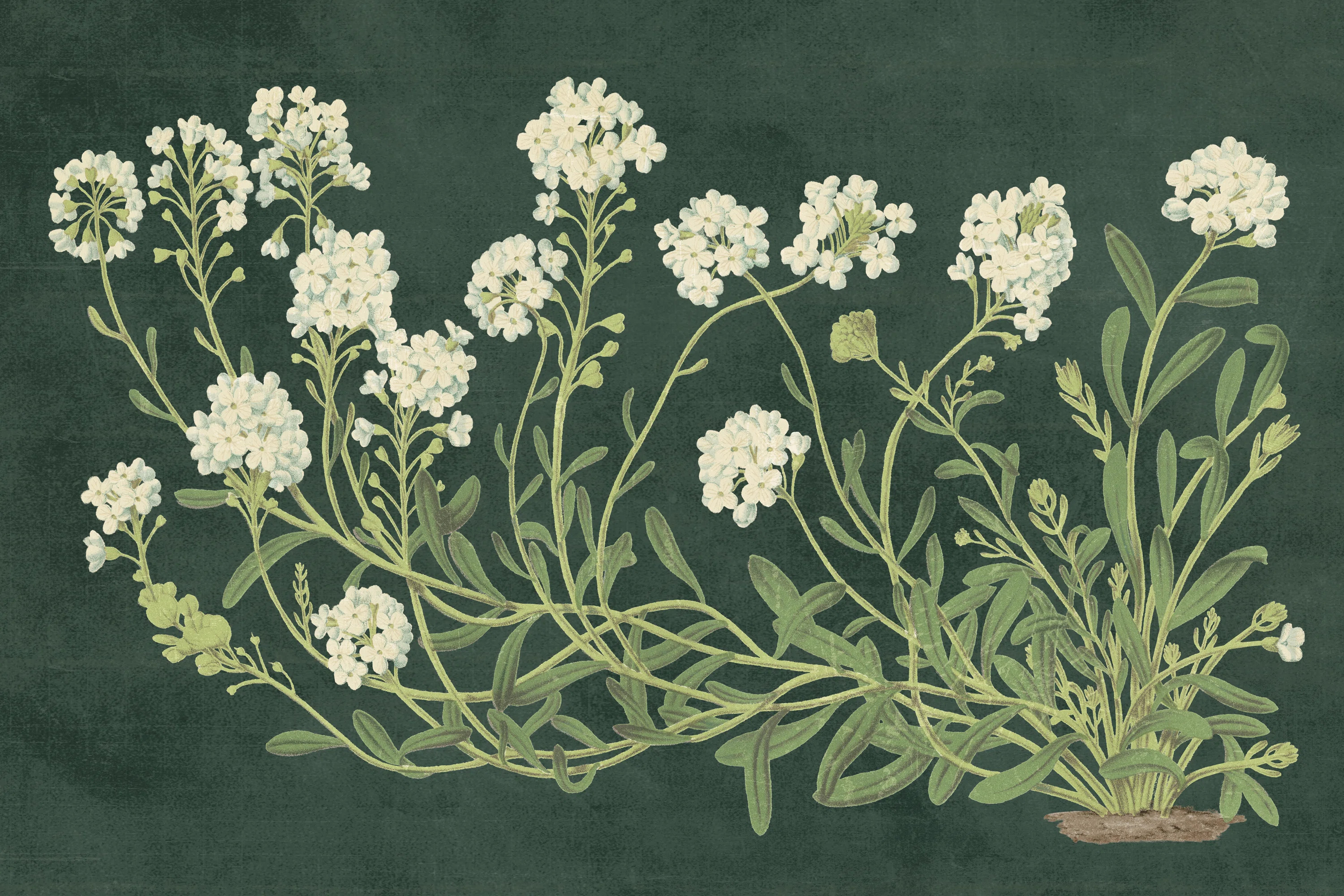 Winston Porter Vintage Flowers on Green - Print | Wayfair | Wayfair North America
