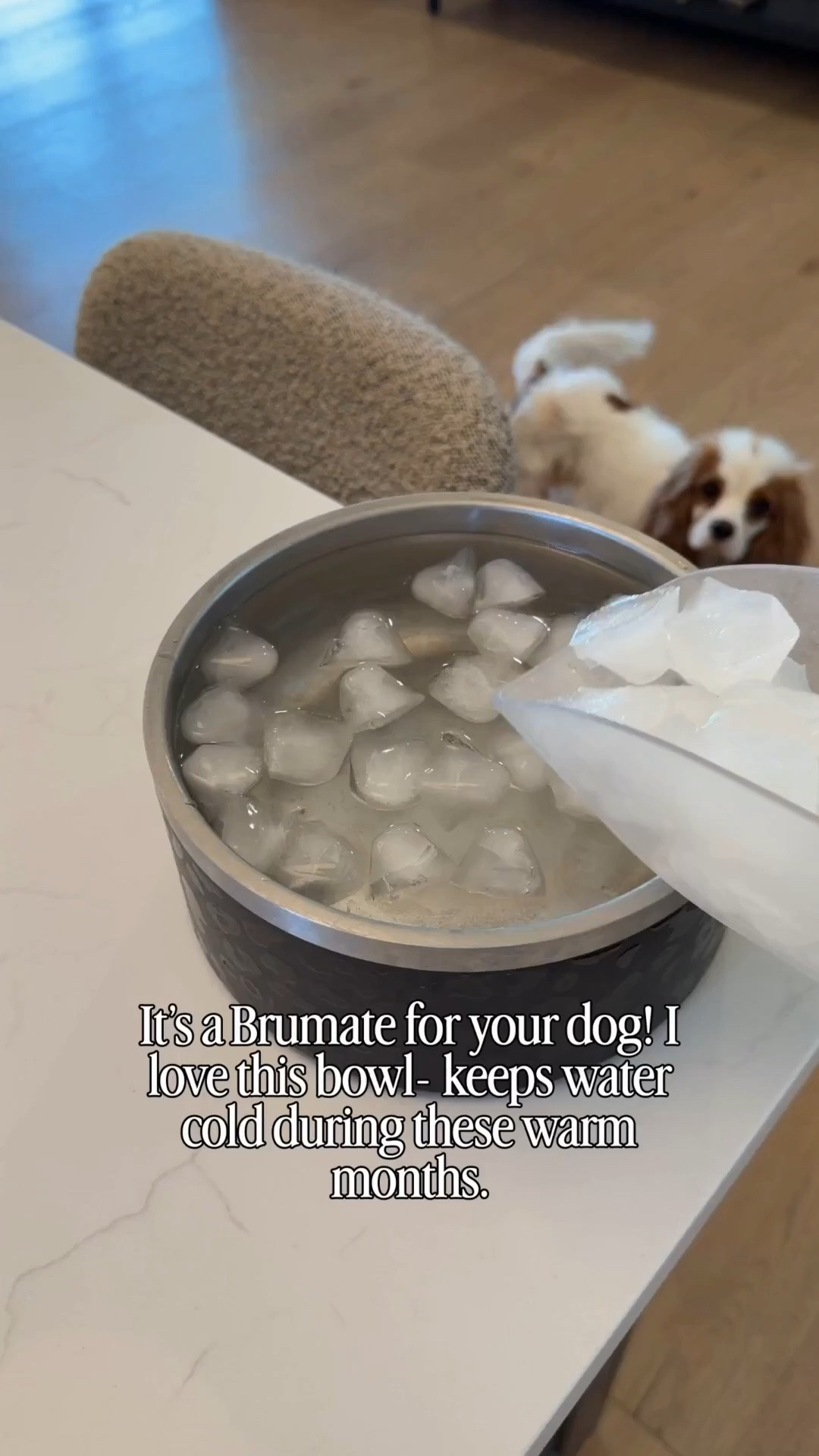 Summer must for your pups!!
