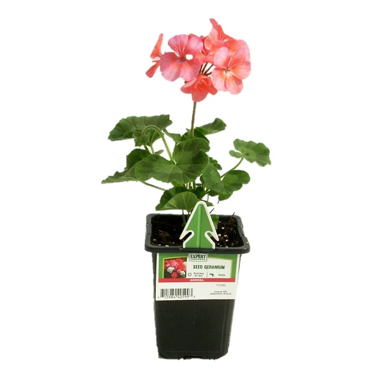 Expert Gardener 1PT Multicolor Seed Geranium, Live Plants, Full Sun | Walmart (US)