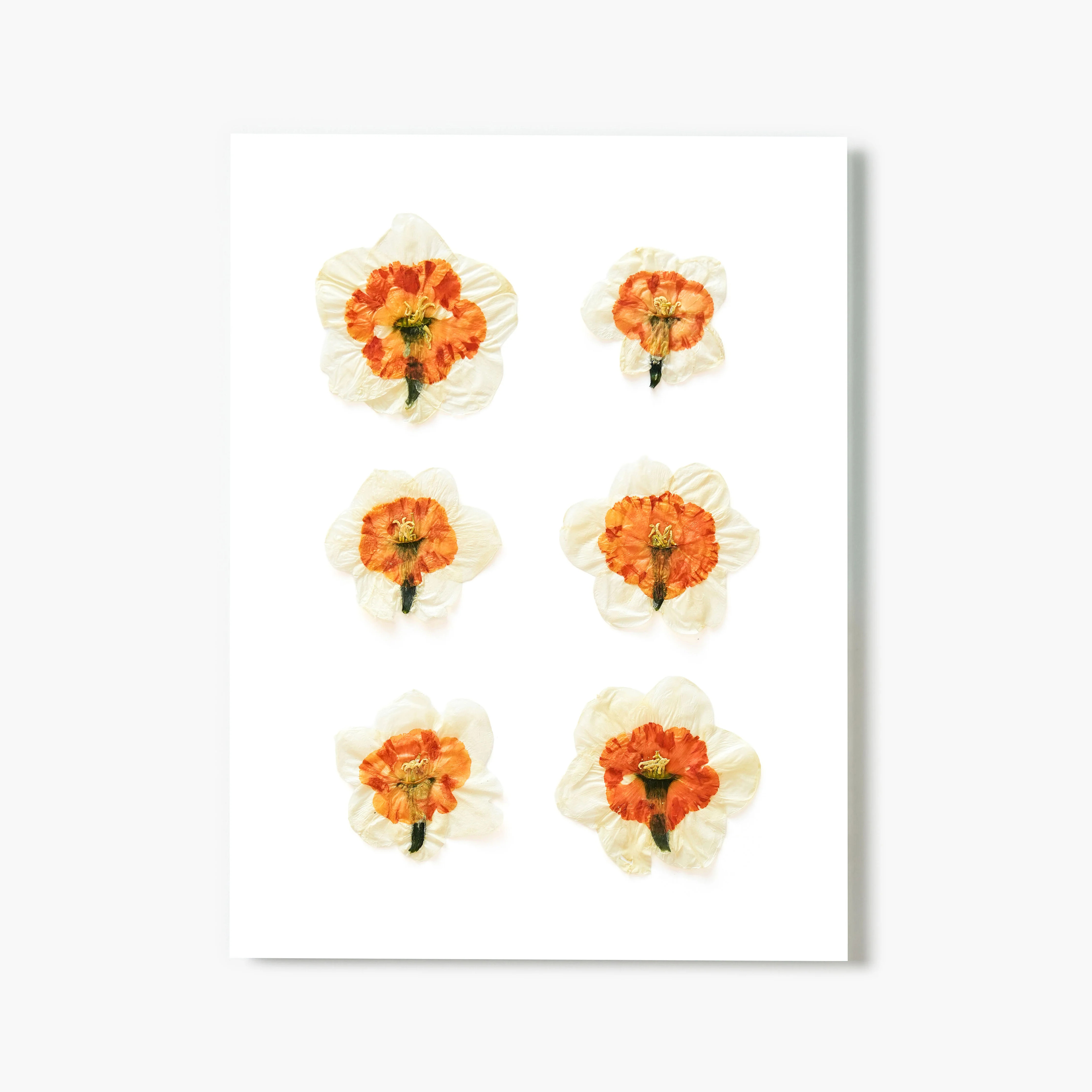 March Daffodil No. 2 Pressed Floral Print | Fracture
