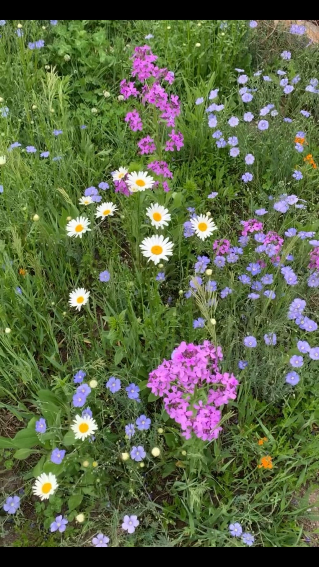 Looking to plant some wildflowers?! 
I just bought both these wildflower seeds to plant at our new house in the back by our trees! We are zone 6 in MO! So these will do great 🌸🪻🌷🌻🌼💐🪷

#LTKHome #LTKActive #LTKFamily