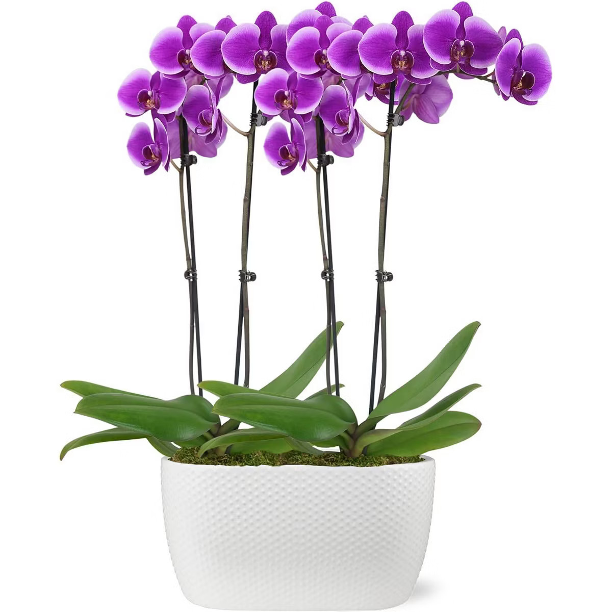 Live 10" Purple 1 Duo Orchid Houseplant in Dot Planter | Target
