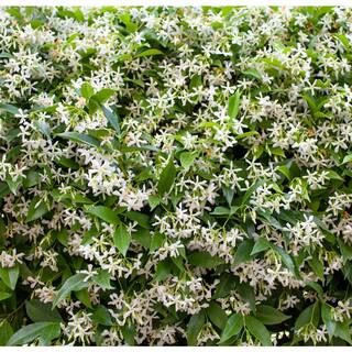 Alder & Oak 5 Gal. Staked Star Jasmine Evergreen Vine Plant TRJS05 - The Home Depot | The Home Depot