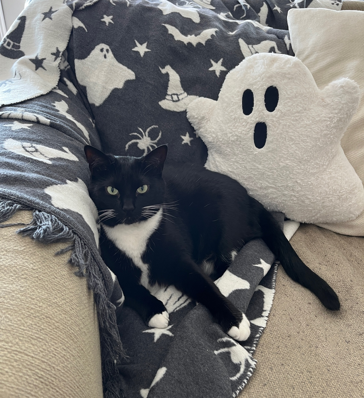 The spooky chair 👻🐈‍⬛🎃
(kitty not included with purchase)

Both blanket and pillow are from 2023 collections (Target and TJ Maxx, but similar or 2024 versions are linked!) plus some extra spooky goodies I found while browsing... 

#LTKSeasonal #LTKHome