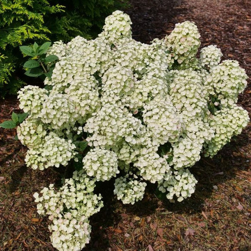 Tiny Quick Fire\u2122 Hydrangea | Plant Addicts