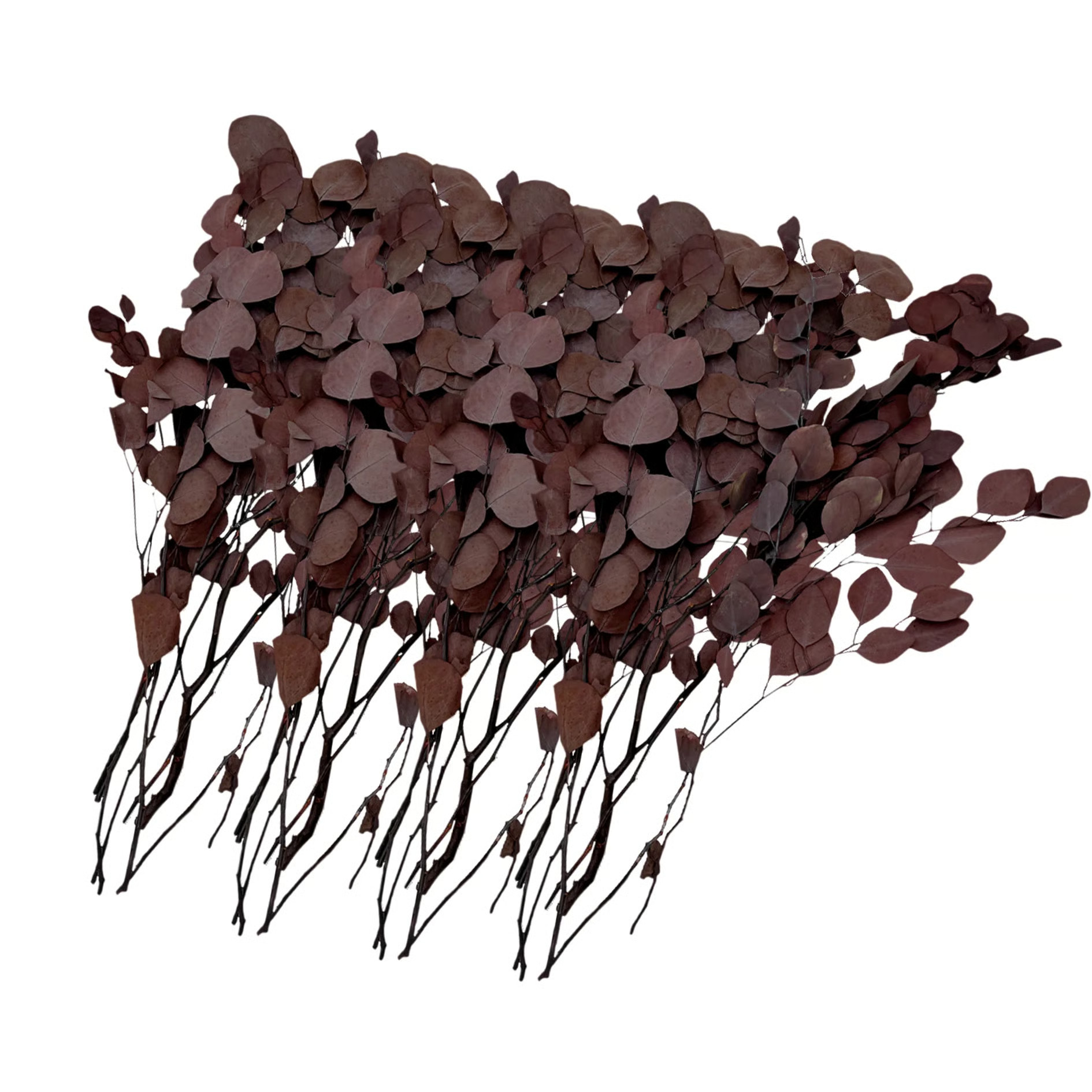 Bundle of 4 Dried Preserved Silver Dollar Eucalyptus Bouquets | Joss & Main