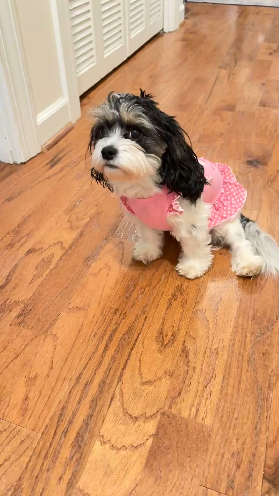 Bella’s  “Mommy’s Little Angel” outfit. 4 outfits included. Size small. She’s 2.5 years old and weighs 10 pounds  

#LTKFamily #LTKFindsUnder50 #LTKPets